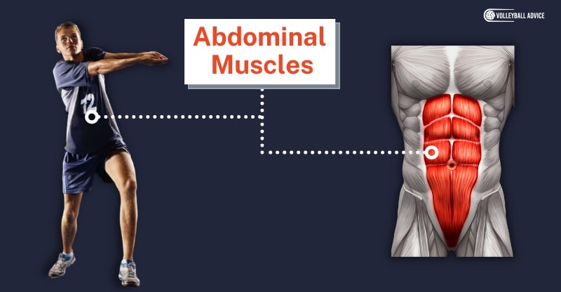Abdominal Muscles muscle used volleyball