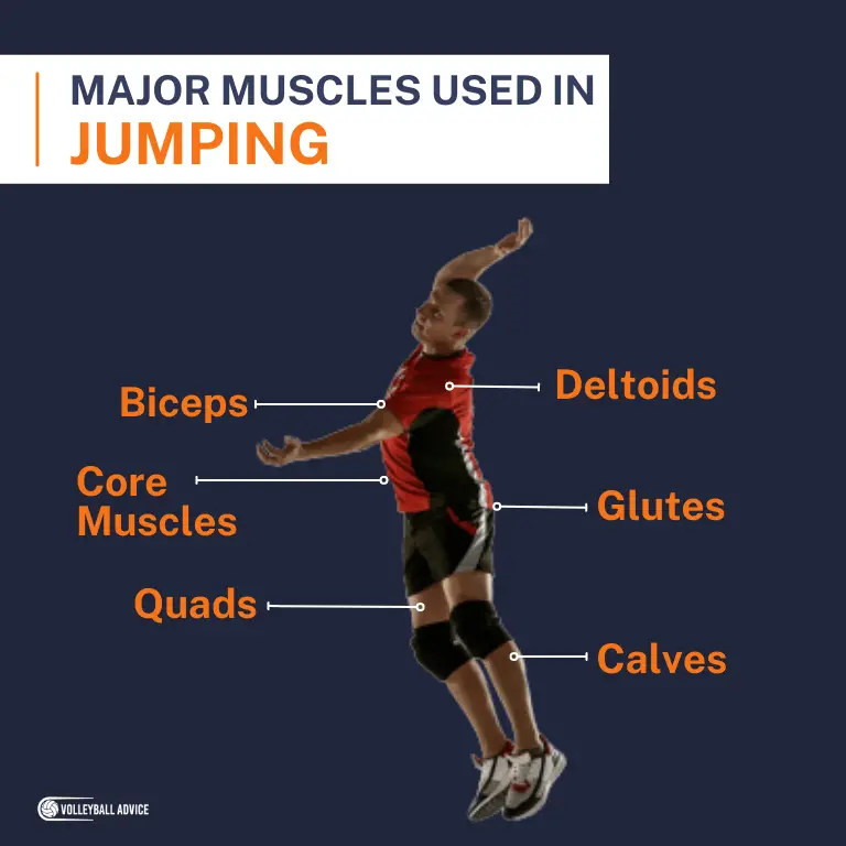 Muscles Used In Volleyball (Broken Down By Skill & Position