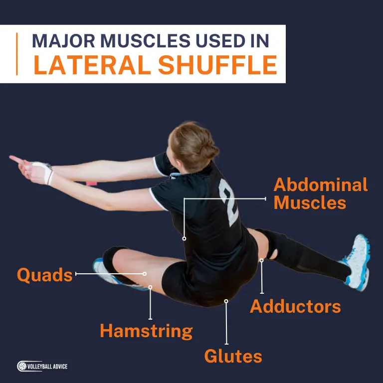 Muscles Used In Volleyball (Broken Down By Skill & Position) Volleyball Advice