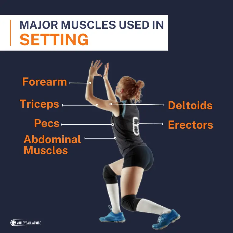 Muscles Used In Volleyball (Broken Down By Skill & Position