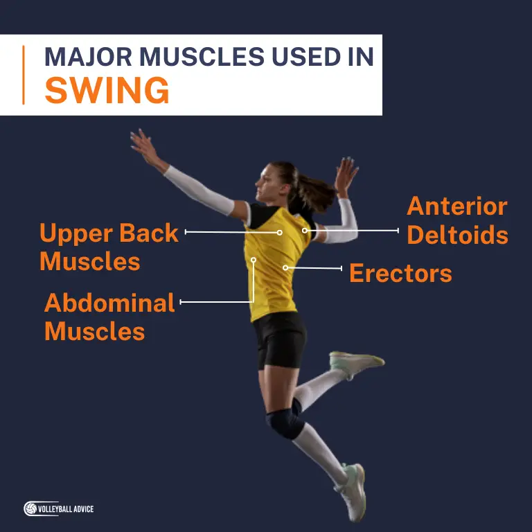 Muscles Used In Volleyball (Broken Down By Skill & Position