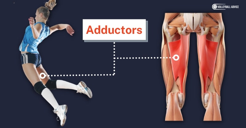 adductors muscle used in volleyball