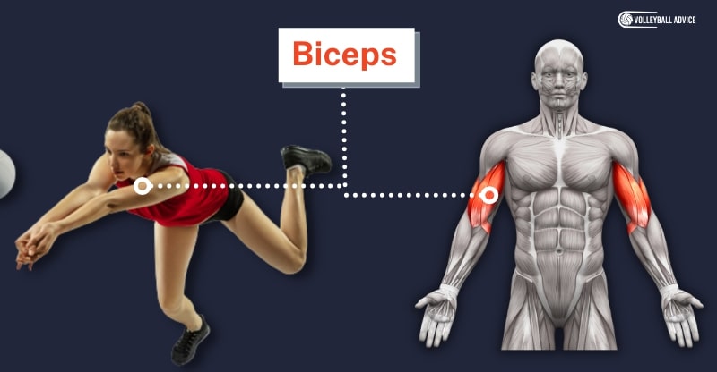biceps muscle used in volleyball