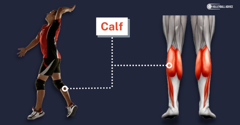 calf muscle used in volleyball