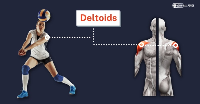 deltoids muscle used volleyball