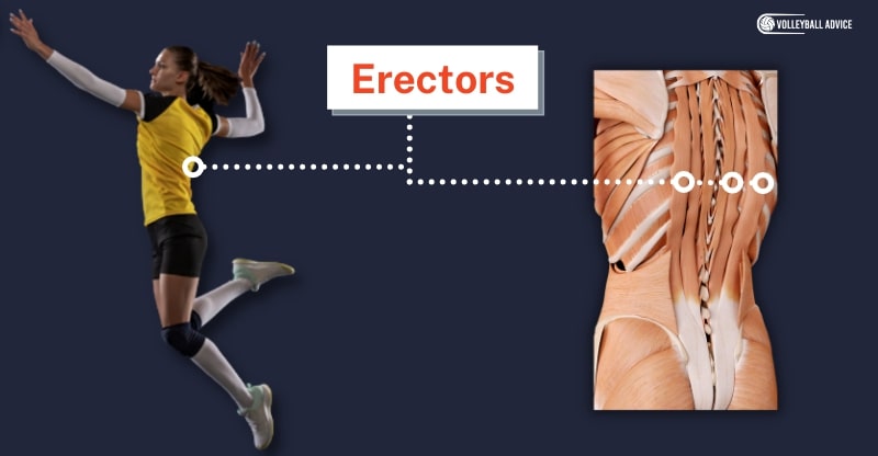 erectors muscle used in volleyball