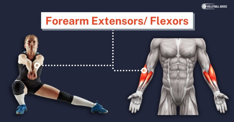 forearm extensors / flexors muscle used in volleyball