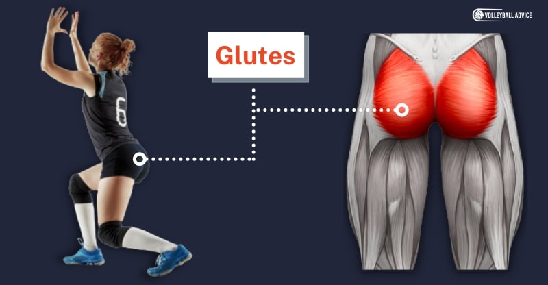 glutes muscle used in volleyball