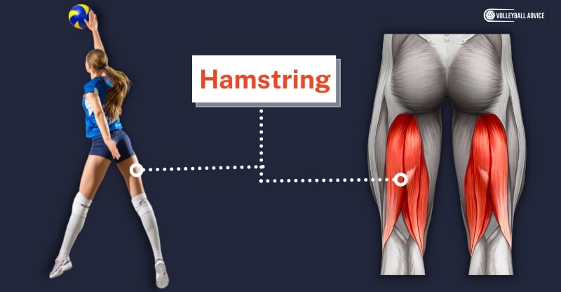 hamstring muscle used in volleyball