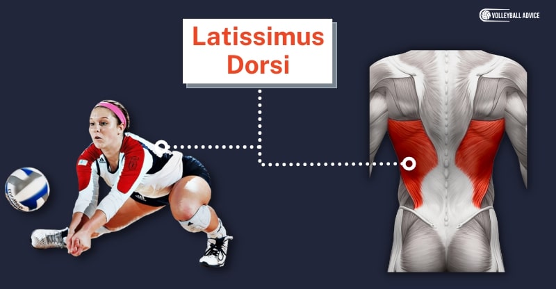 latissimus dorsi muscle used in volleyball