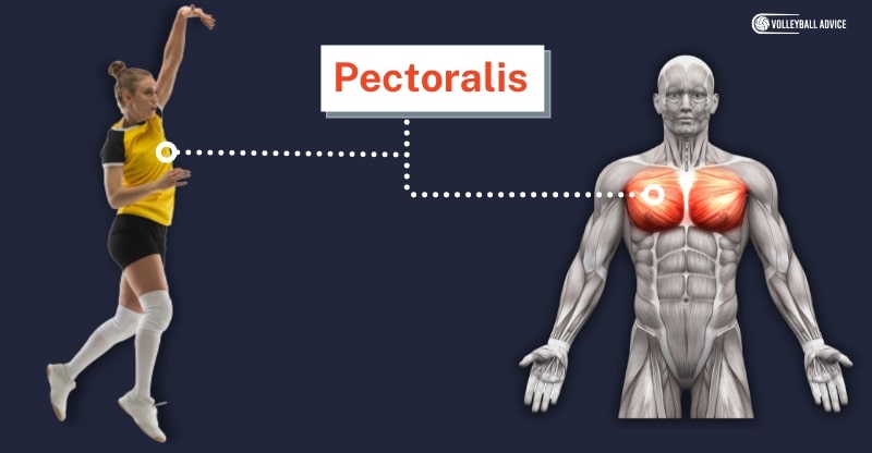 pectorals muscle used in volleyball
