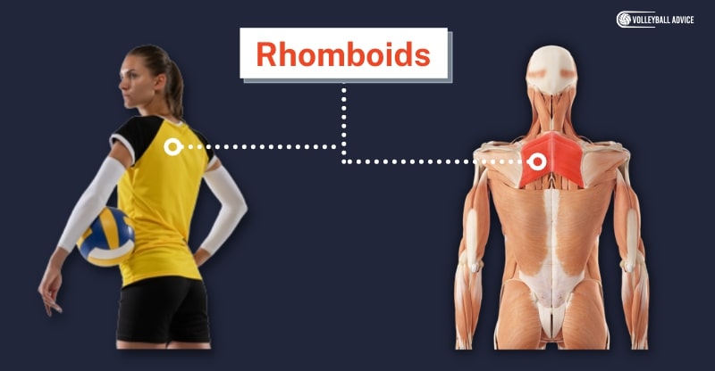 rhomboids muscle used volleyball