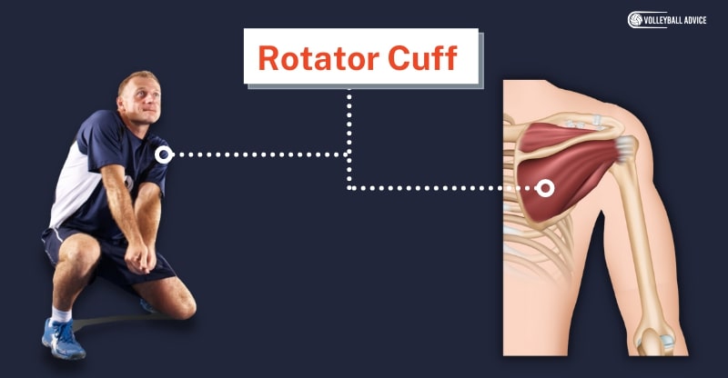 rotator cuff muscle used volleyball