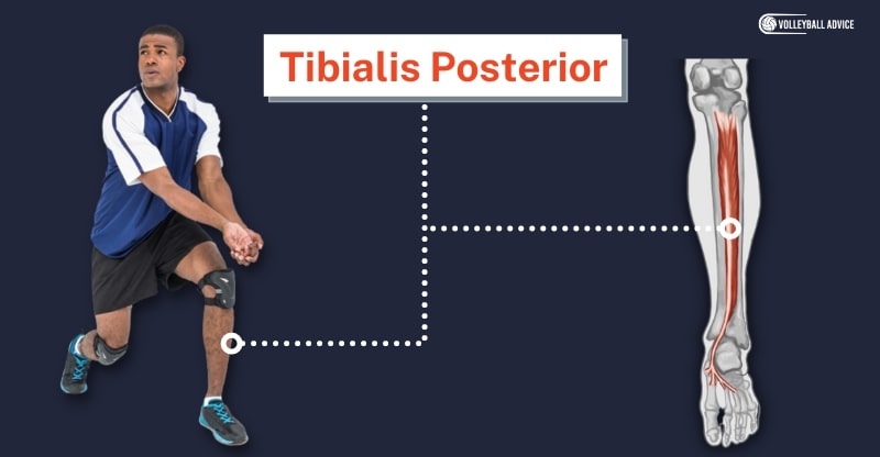 tibialis posterior muscle used in volleyball